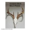 European Skull Mount Process Book By Kyle Hackett -big shot shop 1033138 front 1