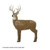 GlenDel Targets GlenDel Full Rut 3-D Deer Target -big shot shop 2200002 dc33a19d 7bd7 4f74 9c31 b5566d44a3bb