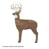 GlenDel Targets GlenDel Pre-Rut 3-D Deer Target -big shot shop 2200052