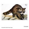 Maple Leaf Official NFAA Animal Target (Group 3) -big shot shop 3050016 racoon