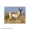 DuraMesh Archery Targets DuraMesh X-Large Big Game Archery Targets -big shot shop 4700151 antelope