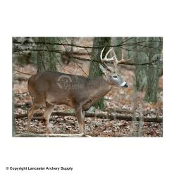 NiceTargets Deer Targets -big shot shop 8860002 broadright
